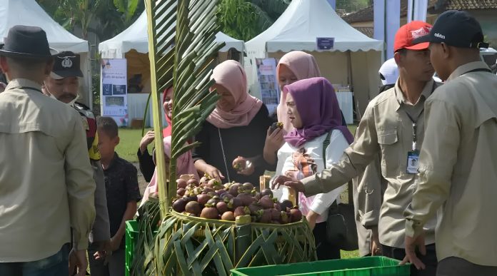 Ribuan Hektar Lahan Perkebunan Manggis Purwakarta Disertifikasi-1